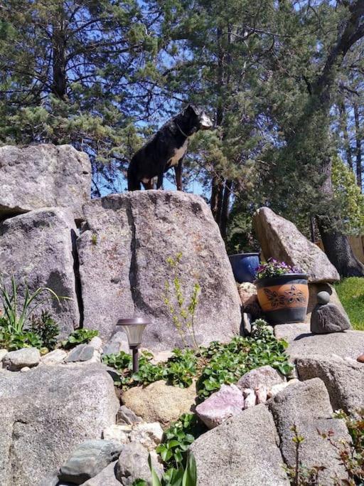 Sleeping Wolf Guest House Oakhurst Exterior photo